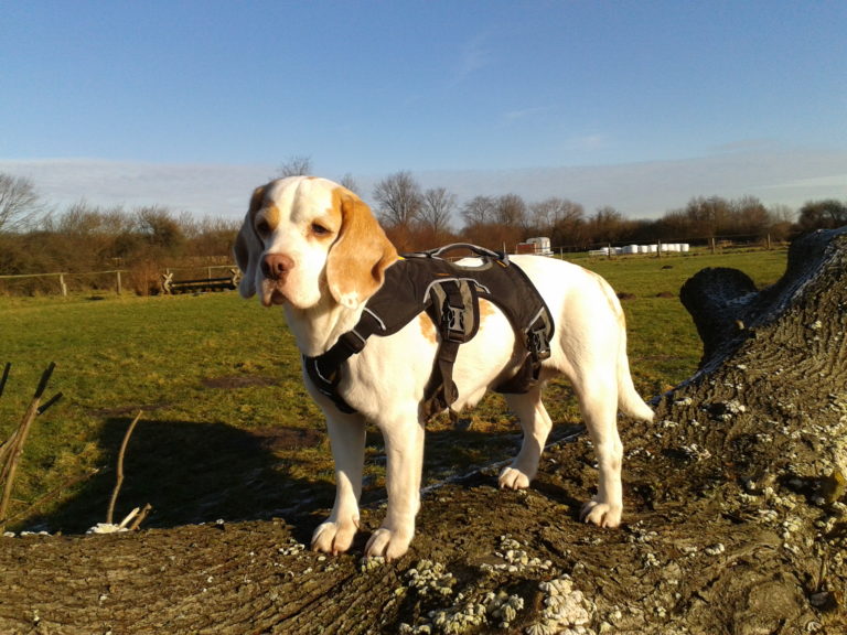 Dirk Jes Herrmann Herzinsuffizienz beim Hund ein Praxisbeispiel